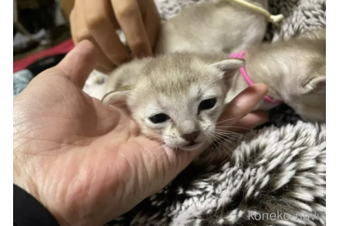 成約済の広島県のシンガプーラ-108886の5枚目